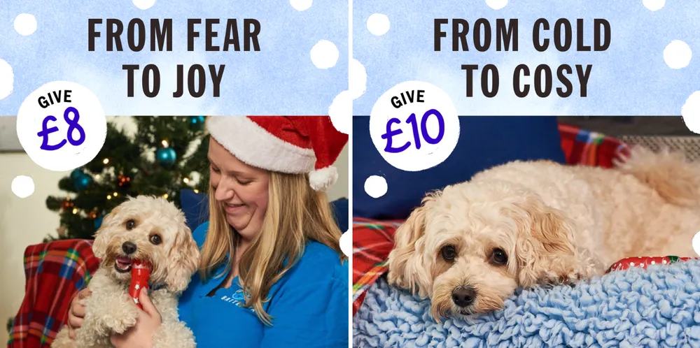 Two Battersea Christmas donation ads. Left shows a woman in a Santa hat holding a happy dog with the text “From fear to joy – Give £8”. Right shows a dog wrapped in a blanket with the text “From cold to cosy – Give £10”.
