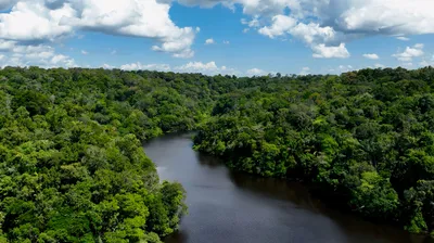 A winding river cuts through the lush green canopy of the Amazon Rainforest under a bright blue sky filled with scattered white clouds. The dense tropical vegetation stretches across rolling terrain, showcasing the vast scale and biodiversity of the jungle.