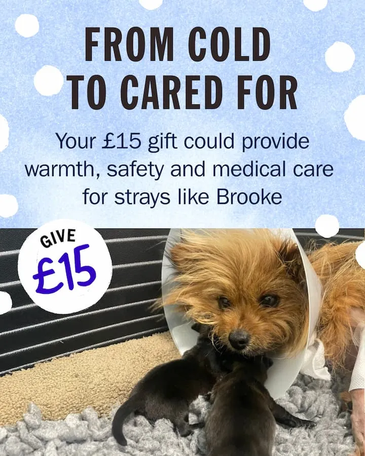 Battersea donation ad showing a small dog wearing a cone and feeding puppies. Text reads “From cold to cared for – Your £15 gift could provide warmth, safety and medical care for strays like Brooke”.